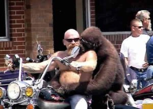 Biker's Gorilla