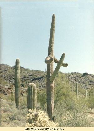 Cactus Erectus