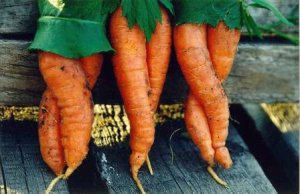 Carrots