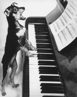 Dog plays piano