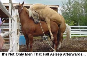 horses fall a sleep too