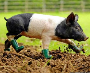 Pig in the Boots