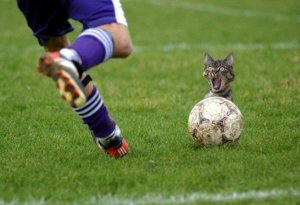 Cat and Soccer Match