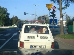 Cow in the small Car