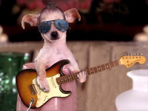 Dog playing Guitar