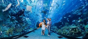 Exploring the Spectacular Dubai Aquarium