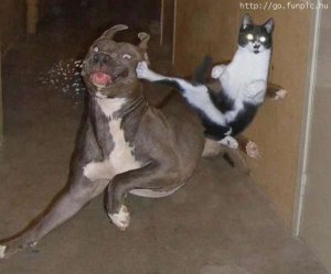 Kung-fu cat