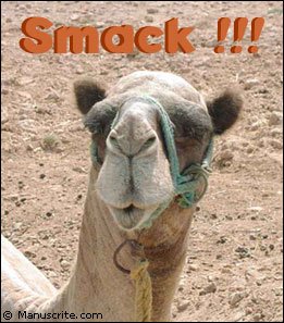 Camel Smack