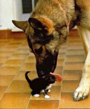 Dog Eating a small cat