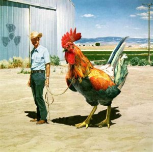 Farmers and Their Feathery Friends: The Mega Chicken on a Leash