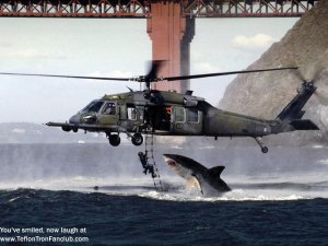 Shark vs Navy Seals