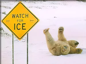 Paws and Effect: A Hilarious 'Watch Out for the Ice' Moment with a Polar Bear