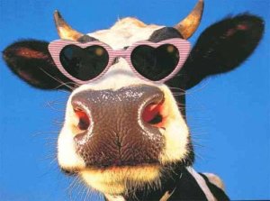 Cool Cow