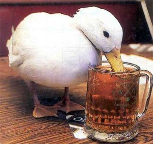 Drunk Duck