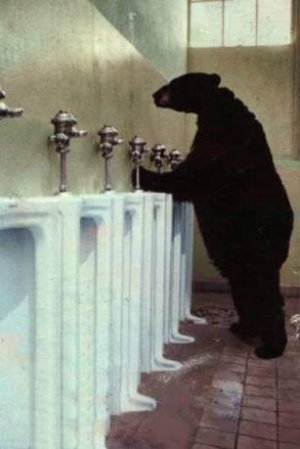 How Bear Pee