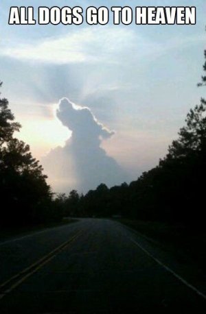 All dogs go to heaven