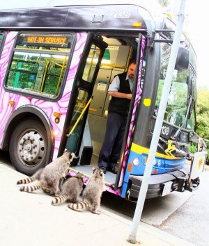 Animals goes on the Bus