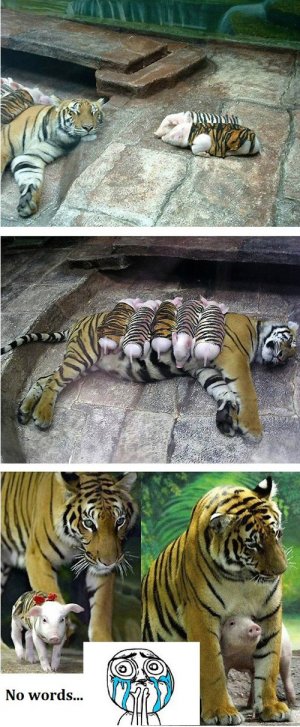 Tiger and Pig babies