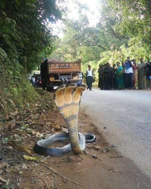 Cobra with 3 heads