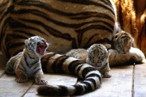 Young Tiger Roar