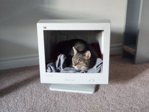 Cats Bed