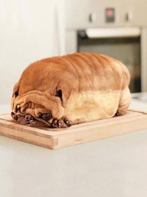 Dog toaster