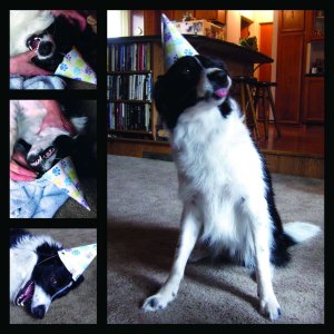 Brithday Dog