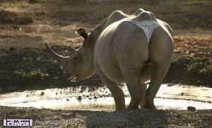 Sexy Rhino