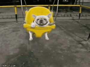Dog swing