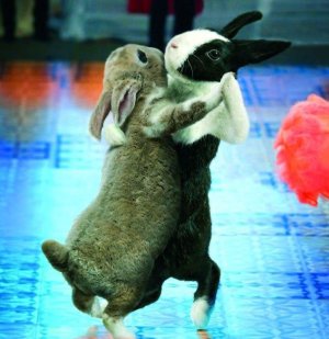 Rabbit Dance