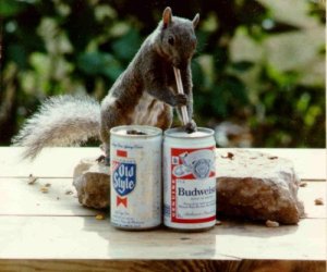 thirsty squirrel