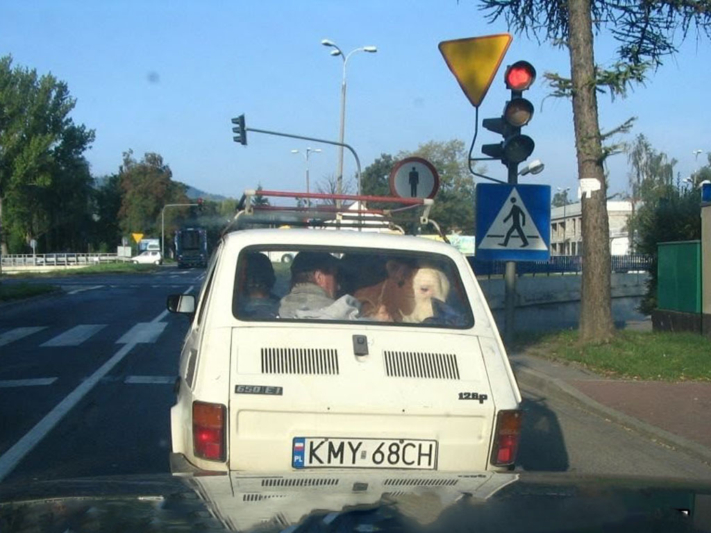Cow in the small Car