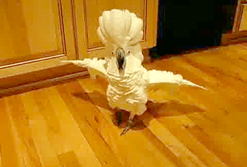 Dancing bird