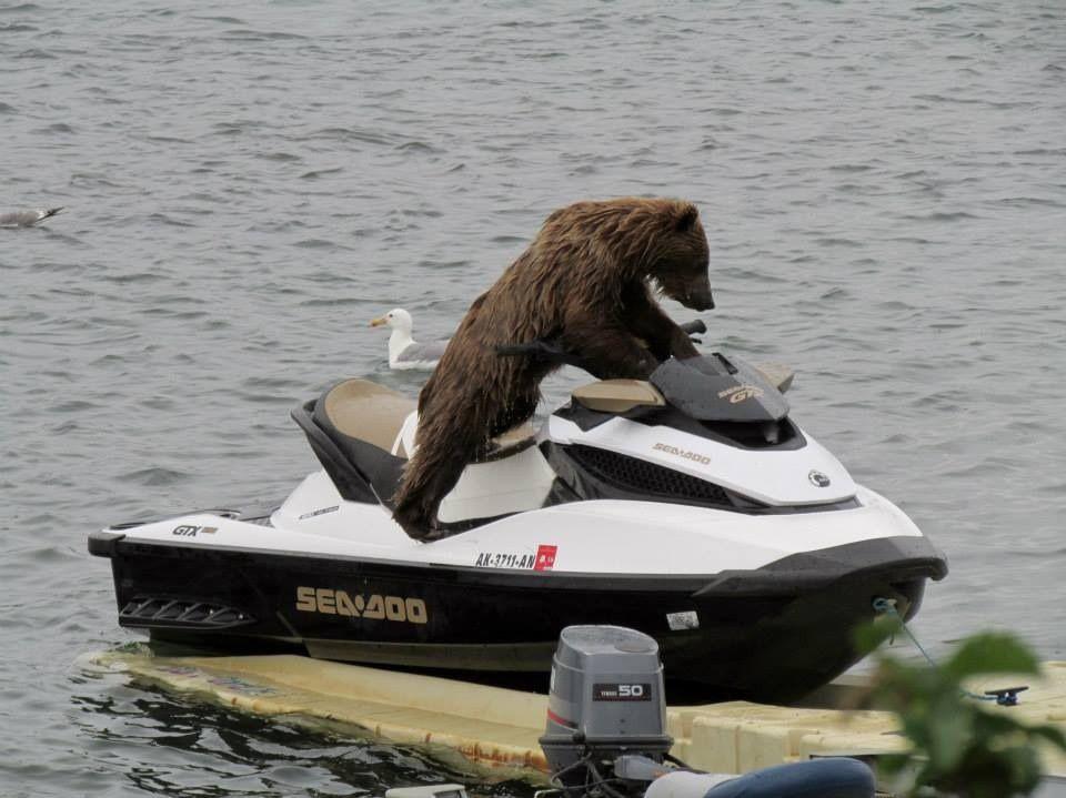 Bear on water scooter