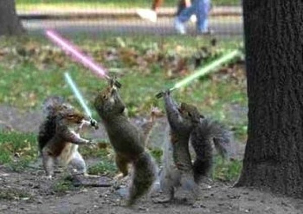 Squirrel Star Wars