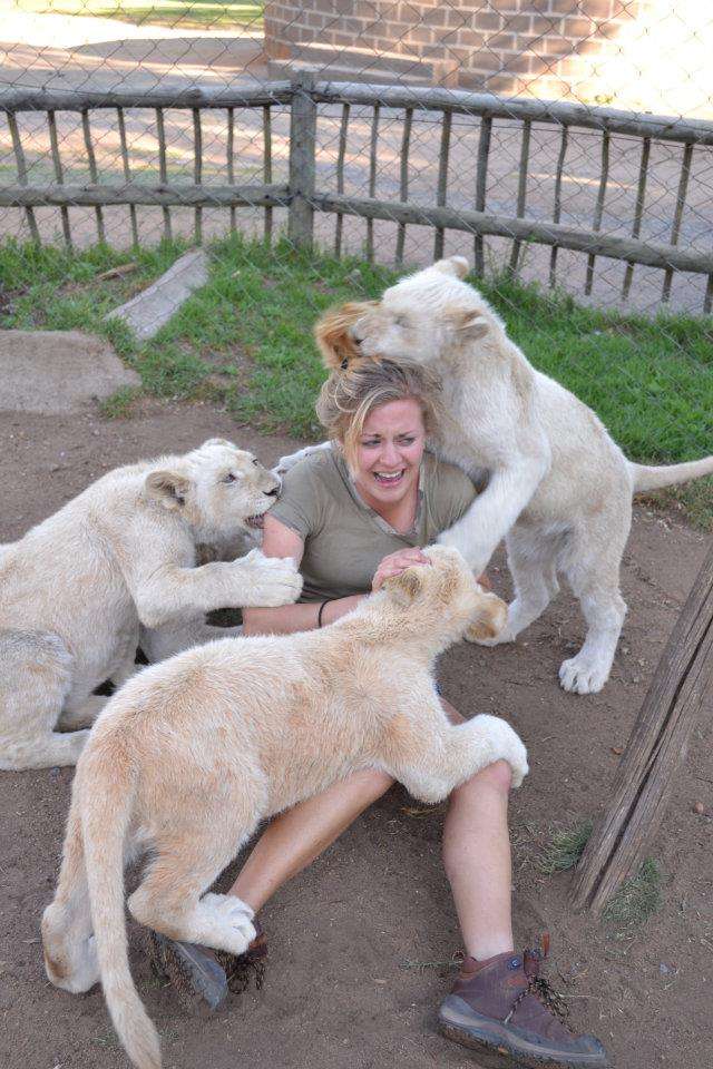 Playing with Lions