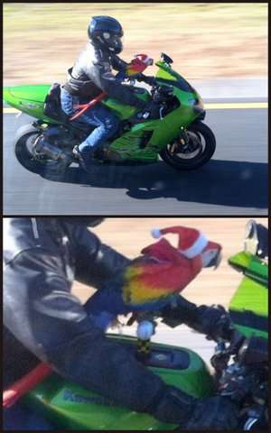 Motorcycle and Parrot