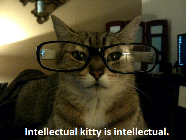 Intellectual Cat